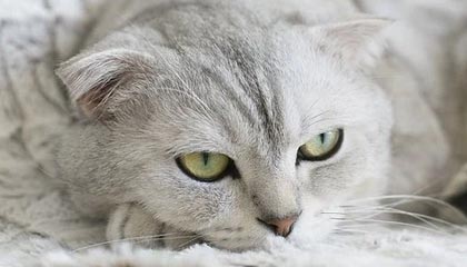 皇马瞄准维蒂尼亚为首选，罗德里成备选方案|曼城|瓜迪奥拉|皇家马德里|巴黎圣日耳曼|葡萄牙_新浪体育_新浪新闻