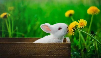 皇马瞄准维蒂尼亚为首选，罗德里成备选方案|曼城|瓜迪奥拉|皇家马德里|巴黎圣日耳曼|葡萄牙_新浪体育_新浪新闻